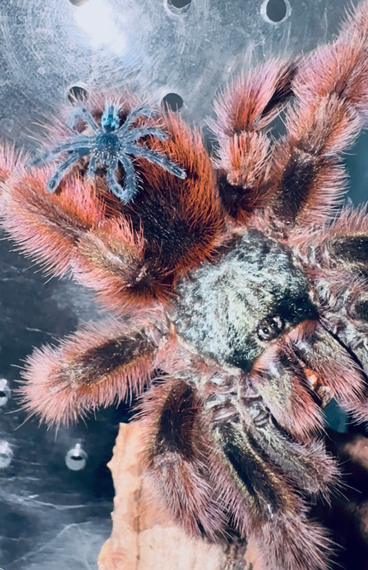 Caribena Versicolor Sling
