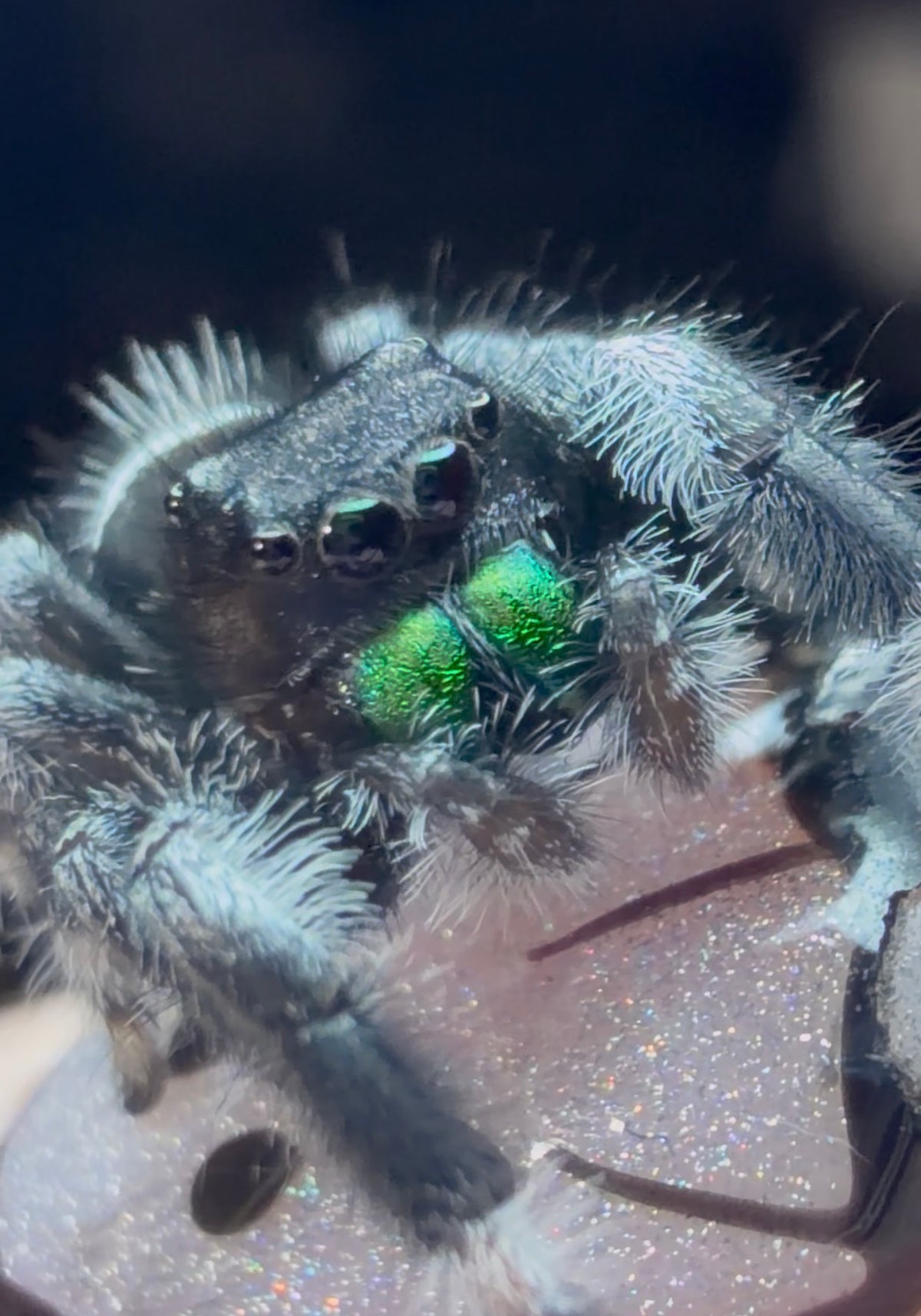 TRF51
